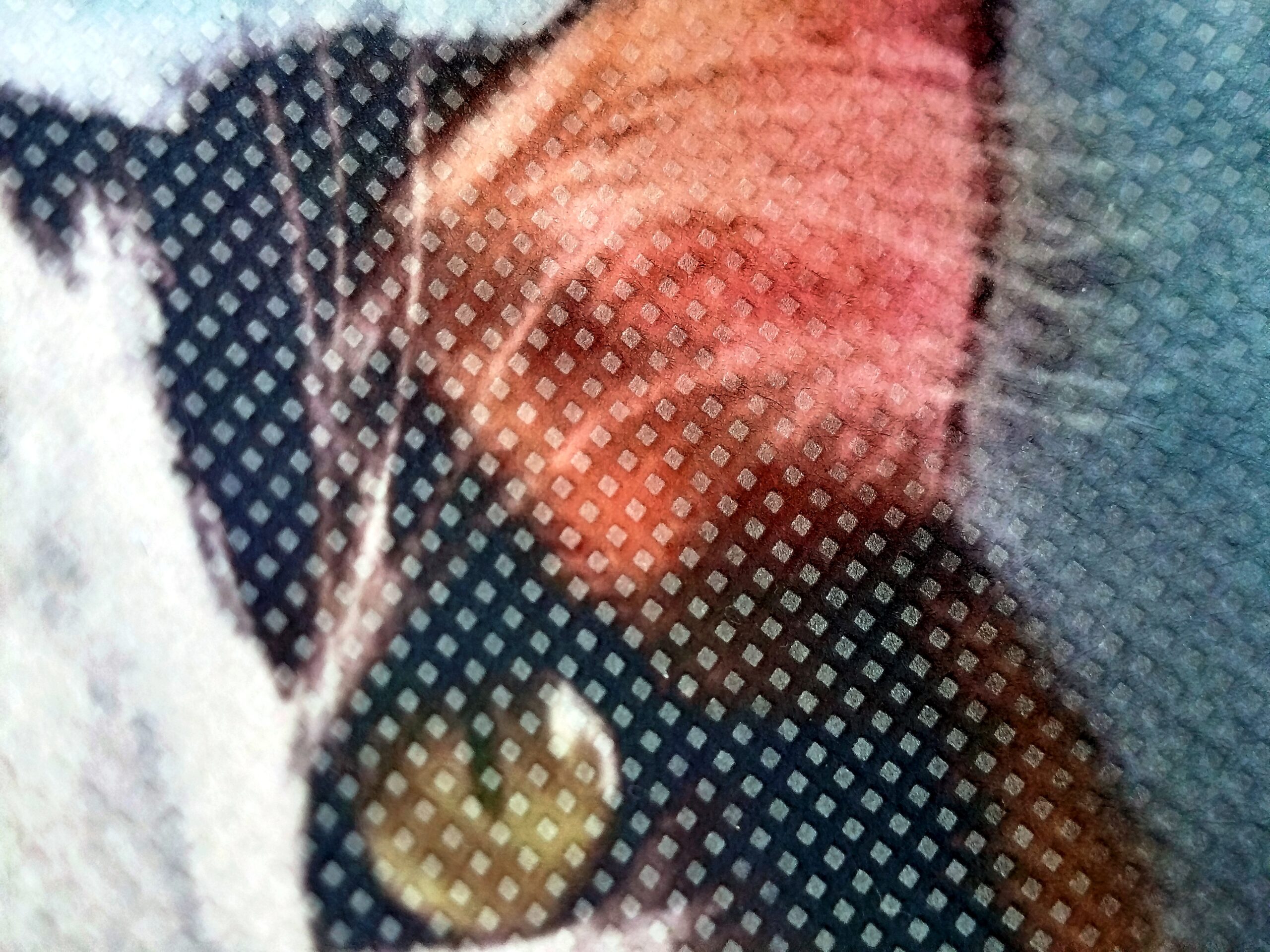 Gata elegante - Imagen 2